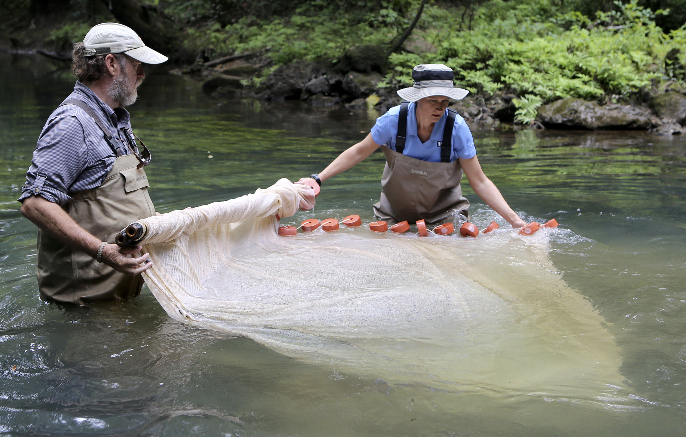 TVA Aquatic Zoologist David Matthews, left, and TVA Biologist-Fisheries Susan Malone pack up the seine net in North Chickamauga Creek on Tuesday, Aug. 15, in Hixson, Tenn. Aquatic conservationists using a combination of tools, including a backpack electrofisher, to survey the health of area waterways and their inhabitants.