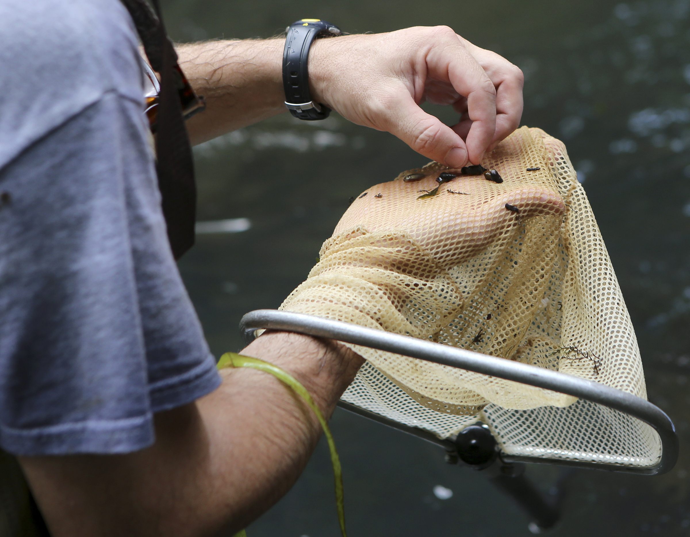 TVA Aquatic Zoologist Jeff Simmons picks through a net to show off aquatic snails caught during a survey in North Chickamauga Creek on Tuesday, Aug. 15, in Hixson, Tenn. Aquatic conservationists using a combination of tools, including a backpack electrofisher, to survey the health of area waterways and their inhabitants.