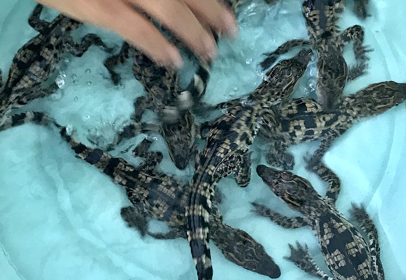 
              In this Friday, Aug. 11, 2017, photo provided by The Wildlife Conservation Society and Fisheries Administration, Siamese baby crocodiles swim in a bin at the Koh Kong Reptile Conservation Center in Koh Kong, Cambodia. WCS and FIA announced on Tuesday, Aug. 15, 2017, that the eggs of nine Siamese crocodiles, listed on IUCN's red list as critically endangered have hatched.The total population of Siamese crocodiles, around 410 wild adults, of which 100-300 live in Cambodia, making it the most important country for the conservation of this species. (Wildlife Conservation Society and Fisheries Administration via AP)
            