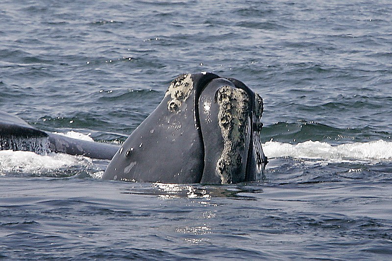 
              FILE - In this April 10, 2008 file photo, a North Atlantic right whale breaks the ocean surface off Provincetown, Mass., in Cape Cod Bay. Marine conservation groups say the endangered North Atlantic right whale is having such a bad year for accidental deaths that all the mortality could challenge the species' ability to recover in the future. There are thought to be no more than 500 of the giant animals left. Biologists say there have been 12 known deaths of the whales since April, meaning about 2 percent of the population had died in just a few months. (AP Photo/Stephan Savoia, File)
            