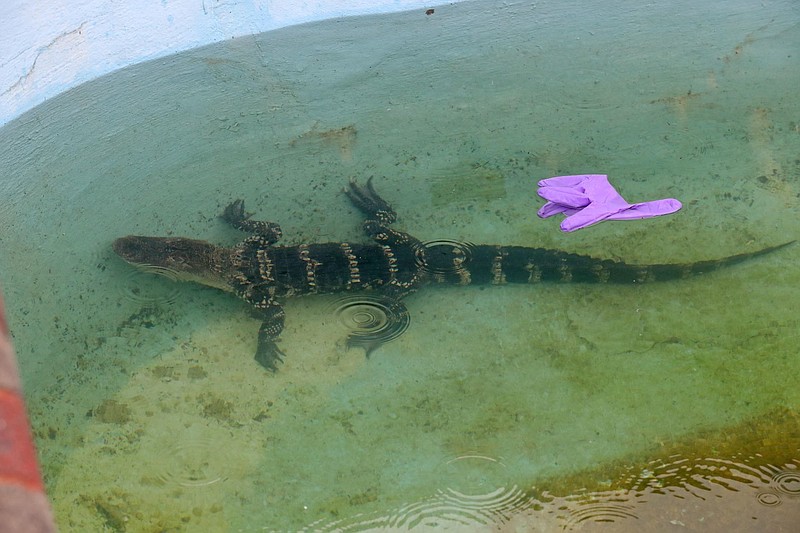 
              A 4-foot alligator was found and removed from an outdoor pool at the Bayview Inn & Suites, in Atlantic City, NJ, Tuesday, Aug. 15, 2017. (Craig Matthews/The Press of Atlantic City via AP)
            