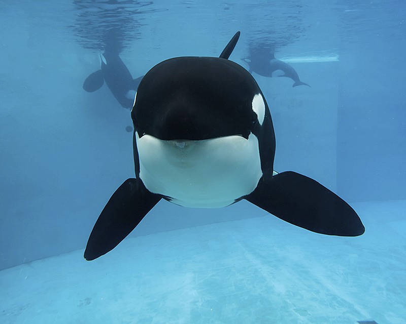 
              This undated photo provided by SeaWorld shows Kasatka, one of the entertainment company's last killer whales to come from the wild, in its compound at the marine park in San Diego. Kasatka was euthanized Tuesday evening, Aug. 15, 2017, "surrounded by members of her pod, as well as the veterinarians and caretakers who loved her," after battling lung disease for years, the company said in a statement. She was estimated to be 42 years old. (SeaWorld via AP)
            