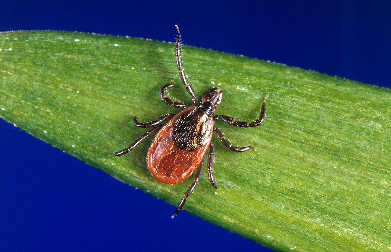
              In this undated photo provided by the U.S. Centers for Disease Control and Prevention (CDC), a blacklegged tick - also known as a deer tick. Diagnosing if a tick bite caused Lyme or something else can be difficult but scientists are developing a new way to catch the disease early, using a "signature" of molecules in patients' blood. (CDC via AP)
            