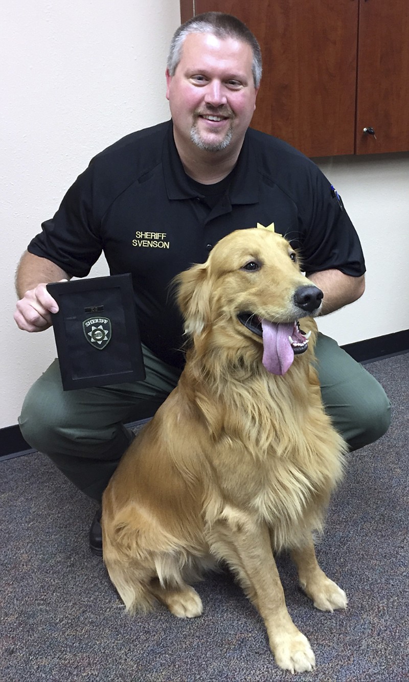 
              This photo provided by Yamhill County Sheriff's Office shows Yamhill County Sheriff Tim Svenson Posing for a photo as he honors the Avery family golden retriever, Kenyon, in McMinnville, Ore., Thursday, Aug. 17, 2017. Kenyon was honored for digging up $85,000 worth of black tar heroin in the family's backyard. (Yamhill County Sheriff's Office via AP)
            