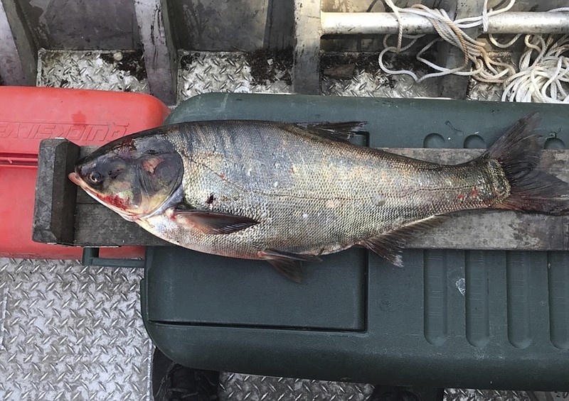 
              FILE- This June 22, 2017, file photo provided by the Illinois Department of Natural Resources shows a silver carp that was caught in the Illinois Waterway below T.J. O'Brien Lock and Dam, approximately nine miles away from Lake Michigan. The Asian Carp Regional Coordinating Committee says an autopsy shows the 4-year-old male silver carp originated in the Illinois/Middle Mississippi watershed. That would suggest the carp somehow evaded three electric barriers 37 miles from the lake. (Illinois Department of Natural Resources via AP, File)
            