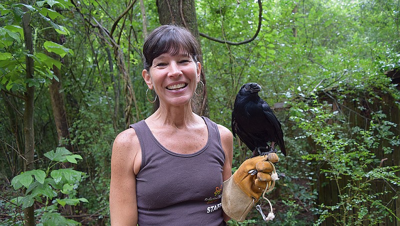Director of Wildlife Tish Gailmard says that Oli Kai the crow is acclimating well to his new forever-home at Reflection Riding Arboretum and Nature Center, where the bird arrived in June from California.