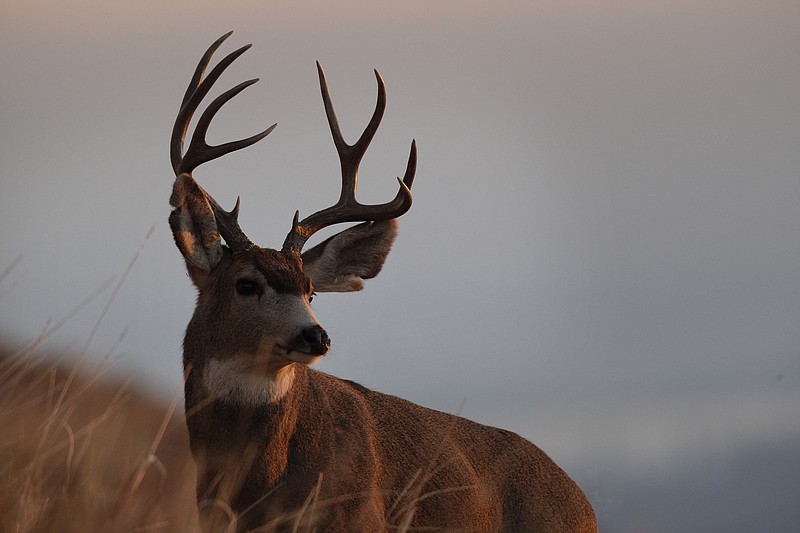 A buck stands apart from his herd of fellow deer foraging for food, on protected land surrounding the federal facility, NCAR, the National Center for Atmospheric Research, in the foothills of the Rocky Mountains, in Boulder, Colo., Friday, Nov. 16, 2012. (AP Photo/Brennan Linsley)