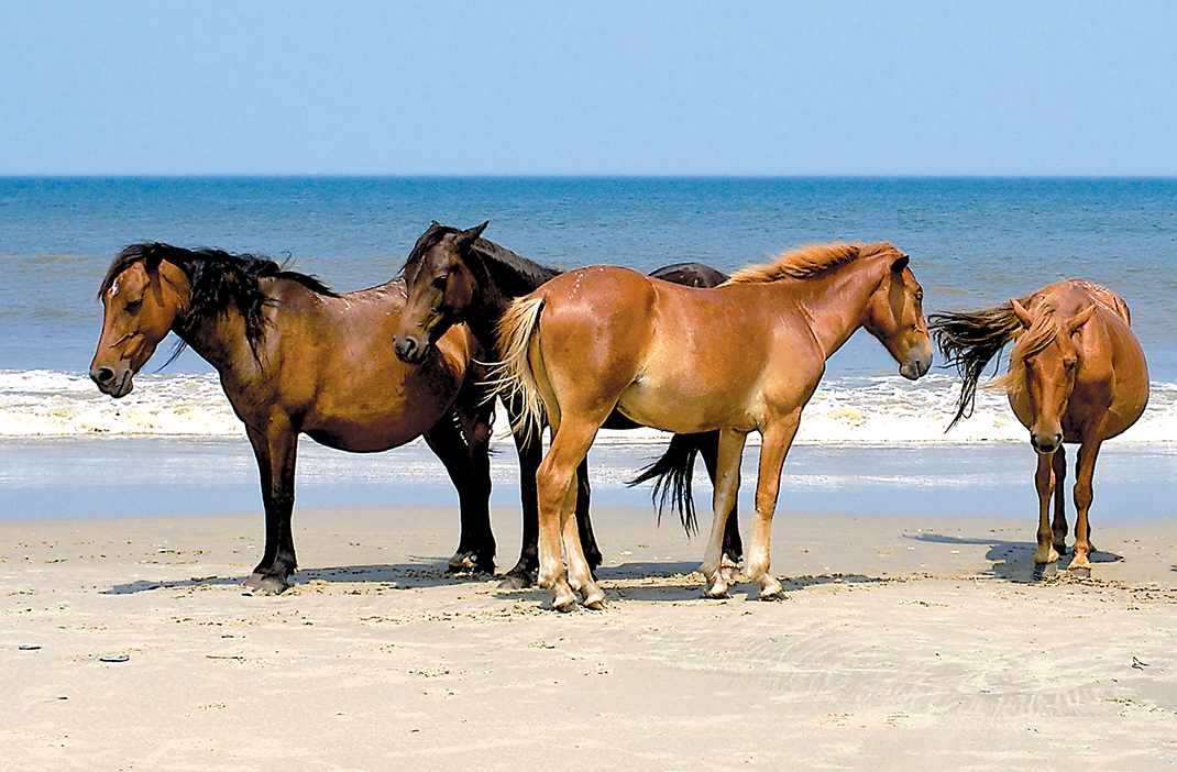 The name Jockey's Ridge is said to have evolved from early inhabitants' practice of racing wild ponies at the base of the ridge, which served as seating for spectators. Corolla, N.C., about 30 miles north, is famed for the wild ponies that still roam the beaches, left there by Spanish explorers.