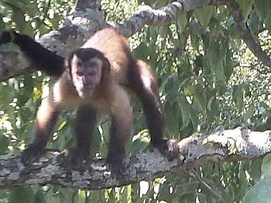 A pet monkey possibly named "Pretty Boy Floyd" is on the loose in North Knoxville. Ron Merritt shot this photo of the monkey when it appeared on his deck on the morning of Monday, August 21.
(Photo submitted by Ron Merritt via Knoxville News Sentinel)