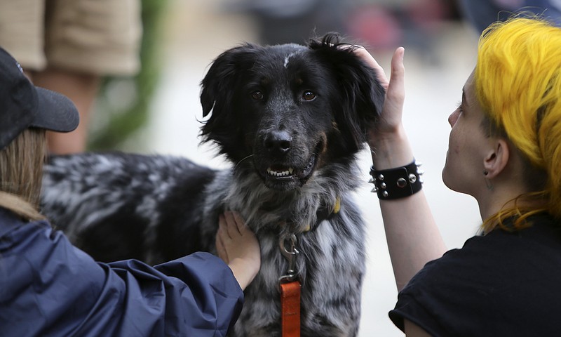 Sophomore Sarah Hunt, left, and freshman India Toth pet Wilson during service sorority Omega Phi Alpha's Puppy Party at Heritage Plaza on the campus of the University of Tennessee at Chattanooga on Monday, Aug. 28, in Chattanooga, Tenn. According to the Humane Educational Society's website, Wilson is a 3-year-old Australian shepherd mix. 