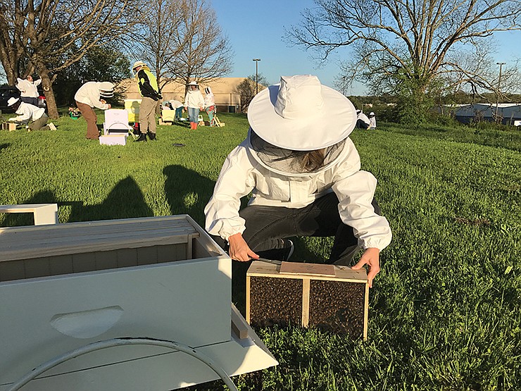 Michelle Thompson opens her package of bees, preparing to install them into her hive.