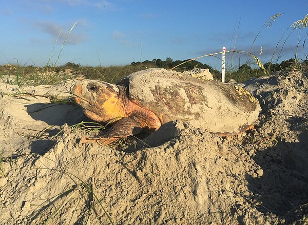 Federally protected sea turtles begin nesting in Georgia | Chattanooga ...