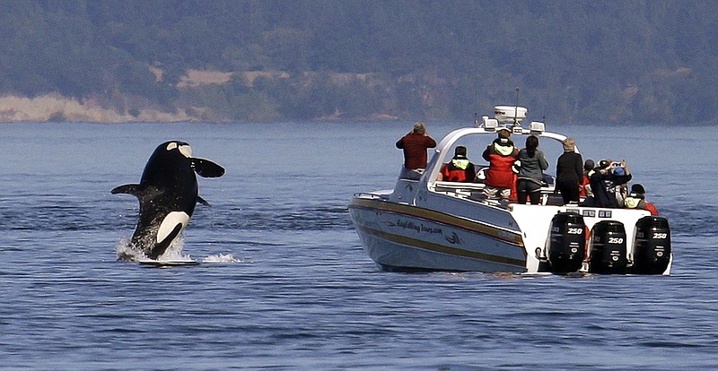 
              FILE - In this file photo taken July 31, 2015, an orca whale leaps out of the water near a whale watching boat in the Salish Sea in the San Juan Islands, Wash. Ships passing the narrow busy channel off Washington's San Juan Islands are slowing down this summer as part of an experiment to protect the small endangered population of southern resident killer whales. Vessel noise can interfere with the killer whales' ability to hunt, navigate and communicate with each other, so US researchers are looking into what impact the project will have on the orcas. (AP Photo/Elaine Thompson, File)
            