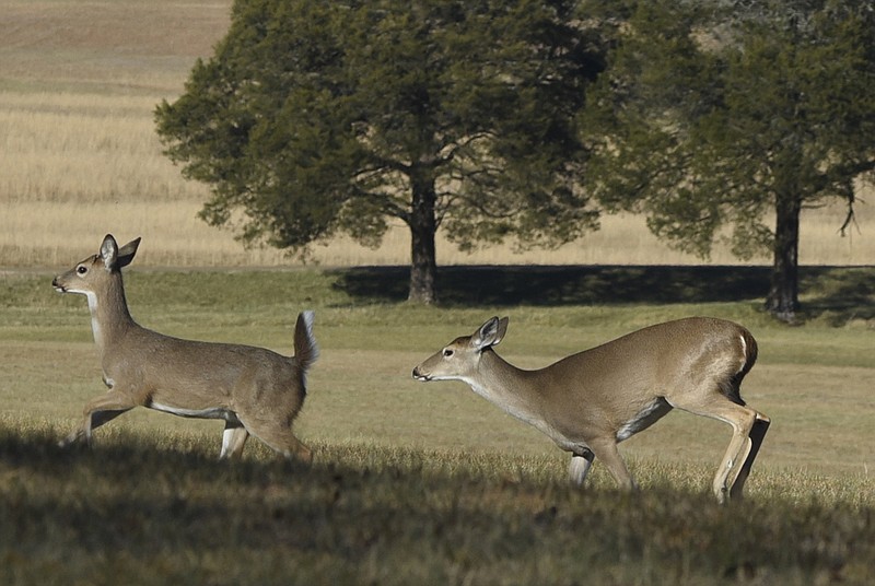 Deer run up a hill in a clearing at the Chickamauga Battlefield on Wednesday, Jan. 28, 2016, near Chickamauga, Ga. 