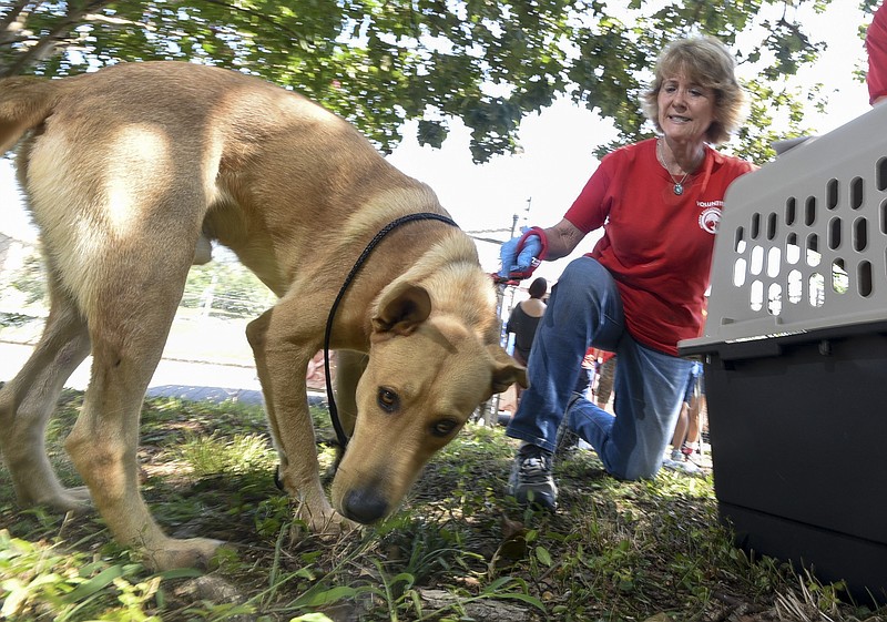 Gayle Boring controls the leash on Vince, 2, a yellow lab mix, Sunday after removal from his kennel at the Humane Educational Society in Chattanooga.