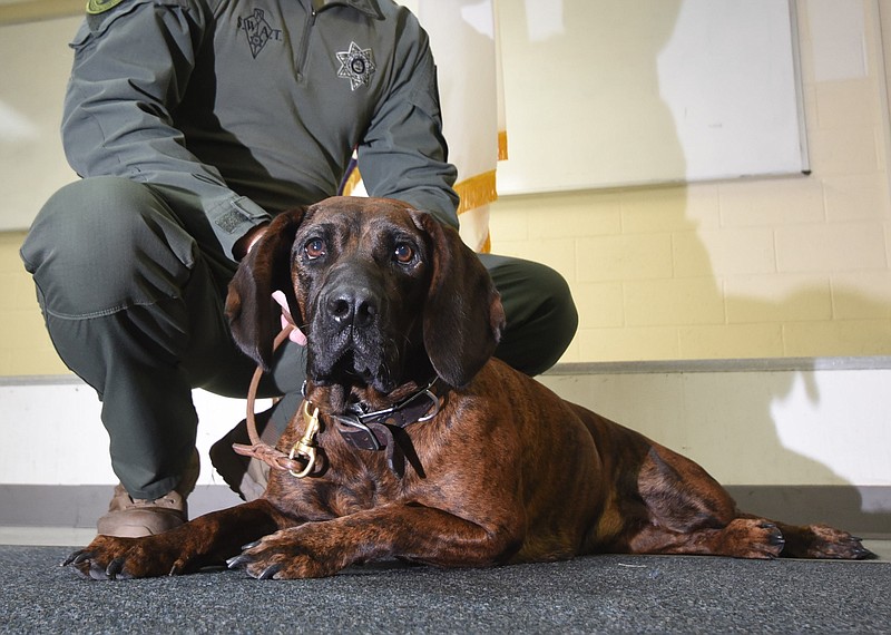 Tynne, a 2-year-old tracking dog, is the latest addition to the Hamilton County Sheriff's Department k-9 unit on Tuesday, September 5, 2017. The Hanoverian Hound is from Slovakia, "where she was bread to be a world class tracking dog."