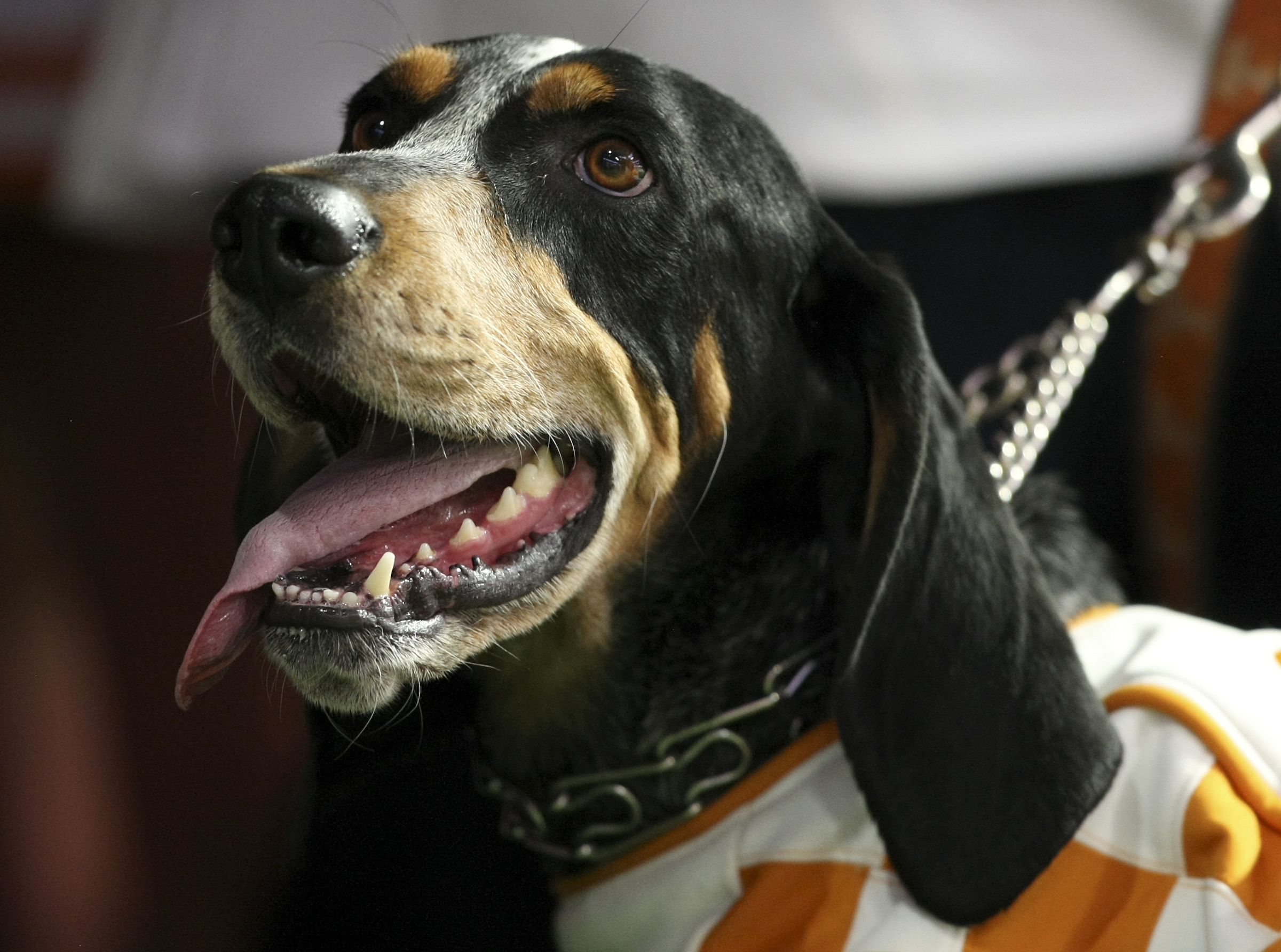 Tennessee mascot Smokey is seen before kickoff against Georgia Tech in the Chick-fil-A Kickoff Game at Mercedes-Benz Stadium on Monday, Sept. 4, in Atlanta, Ga.