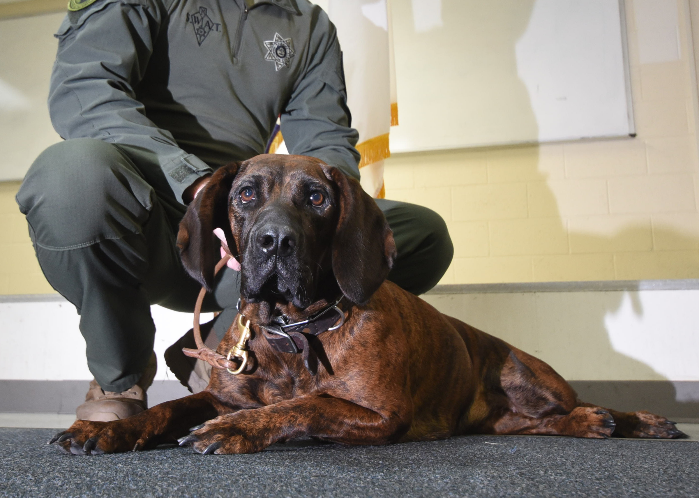 Tynne, a 2-year-old tracking dog, is the latest addition to the Hamilton County Sheriff's Department k-9 unit Tuesday morning. The Hanoverian Hound is from Slovakia,