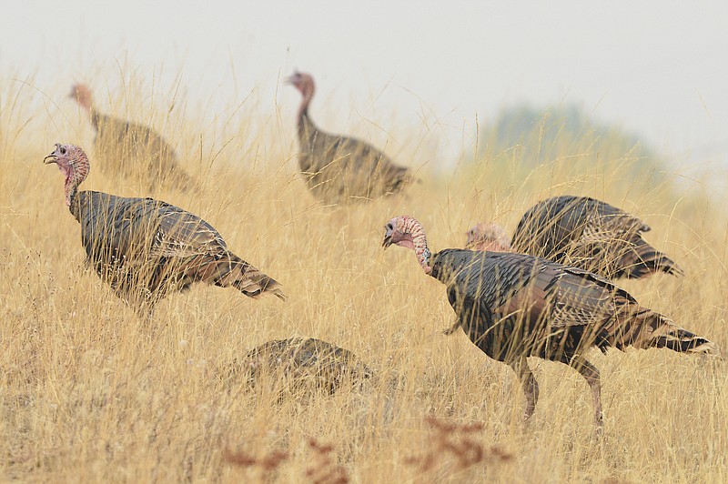 
              In this Tuesday, Sept. 5, 2017 photo, wild turkeys forage in a field  in Pilot Rock, Ore. Pilot Rock City Council has asked the Oregon Department of Fish and Wildlife for recommendations on how it should handle a flock of wild turkeys that have been ruining residents' gardens and leaving behind droppings. (E.J. Harris/The East Oregonian via AP)
            