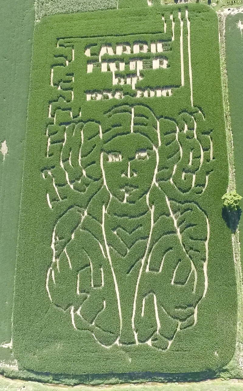 
              This July 12, 2017 photo provided by Jeremy Goebel shows a corn maze with trails outlining the face of "Star Wars" character Princess Leia. Gobble planted it to honor the late actress Carrie Fisher on his farm in Evansville, Ind. Goebel designed the maze in February, more than a month after Fisher's late December death, and planted it this spring using a GPS device. The corn is now mature and its trails outline the "Star Wars" character's face, distinctive hairstyle and part of her upper body. (Jeremy Goebel via AP)
            
