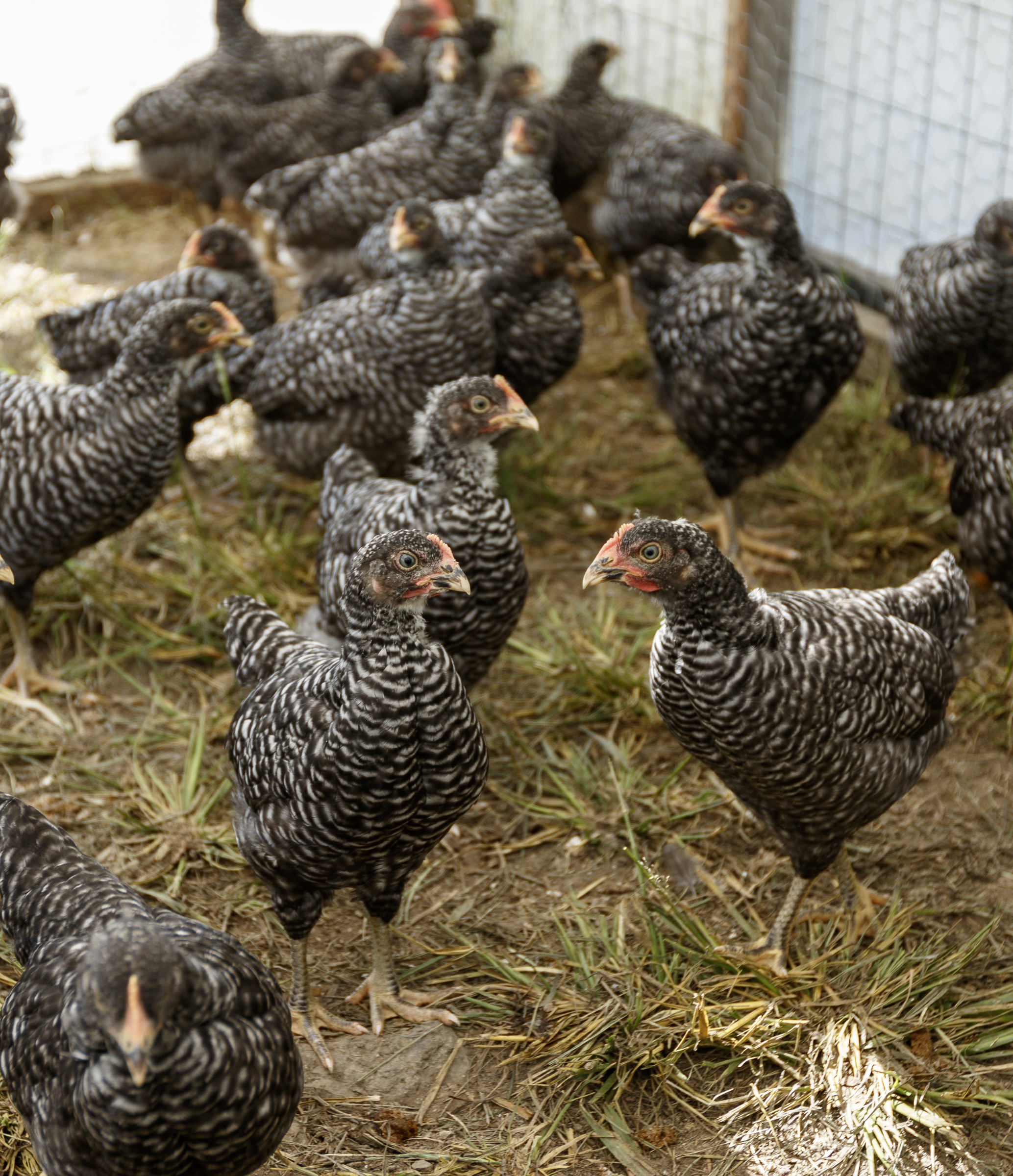 Plymouth barred rock pullets are housed in a mobile coop, called a chicken tractor, on Robert Temple and Jessie Gantt-Temple's farm on Friday, Sept. 8, 2017, in Soddy-Daisy, Tenn. The farm rotates the where their chickens are housed to help maintain sanitary conditions and prevent growth of infectious bacteria like salmonella.