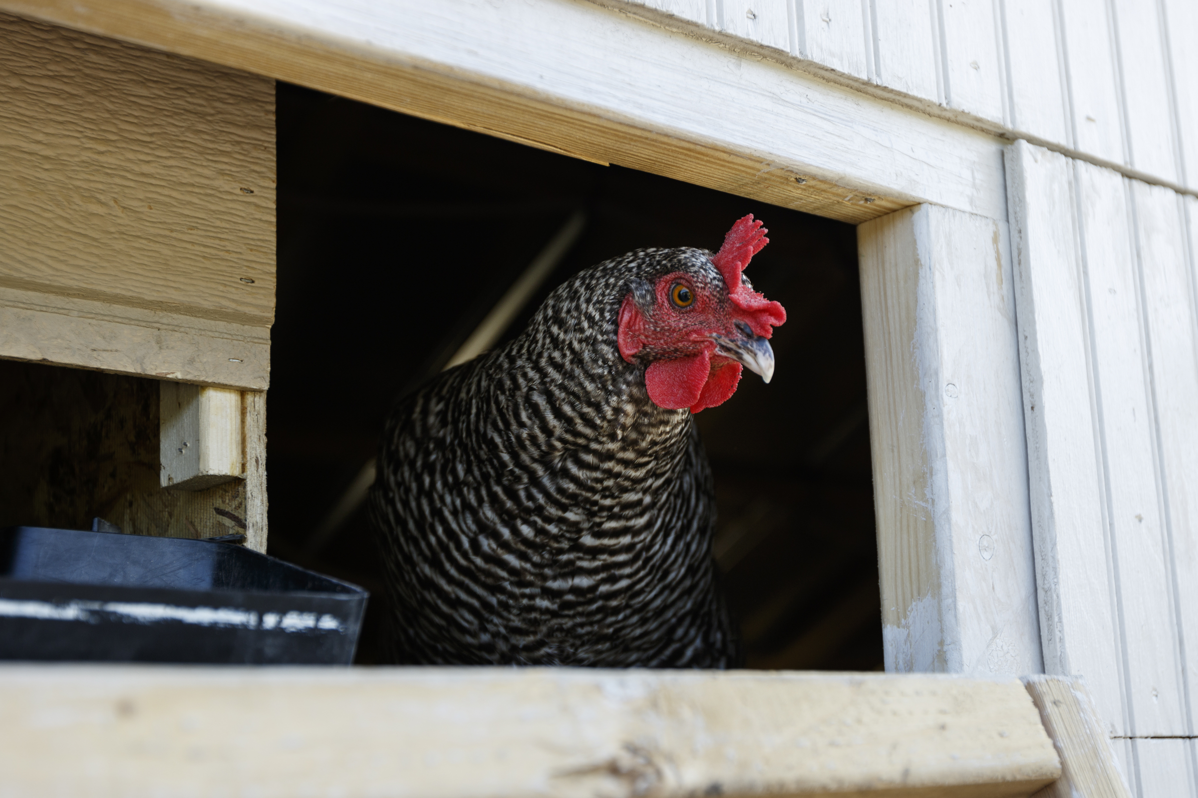 A Plymouth barred rock hen peers from a coop on Robert Temple and Jessie Gantt-Temple's farm on Friday, Sept. 8, 2017, in Soddy-Daisy, Tenn. The farm rotates the where their chickens are housed to help maintain sanitary conditions and prevent growth of infectious bacteria like salmonella.