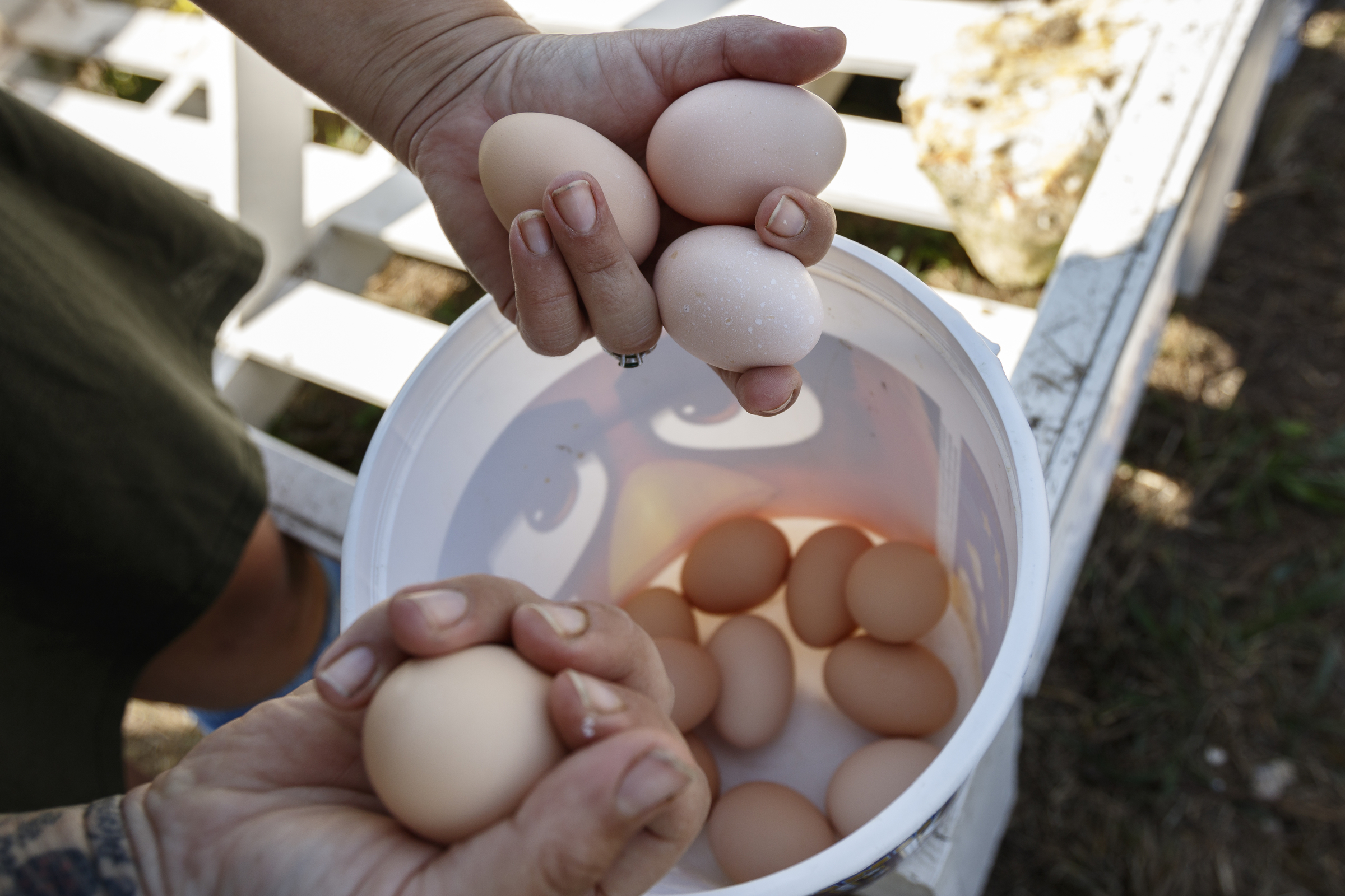 Jessie Gantt-Temple collects eggs on the farm she runs with her husband Robert Temple on Friday, Sept. 8, 2017, in Soddy-Daisy, Tenn. The farm rotates the where their chickens are housed to help maintain sanitary conditions and prevent growth of infectious bacteria like salmonella.