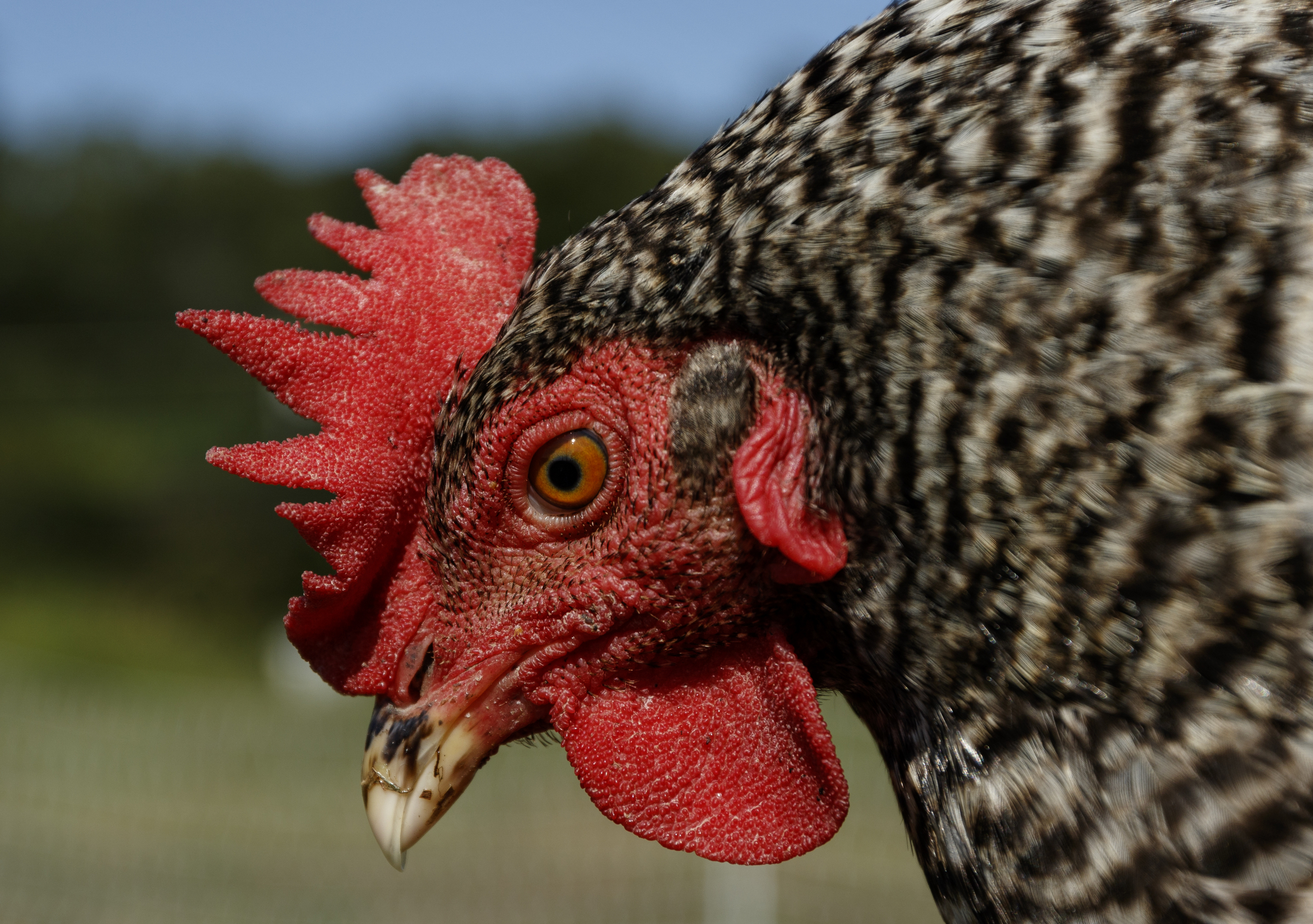 A Plymouth barred rock hen is seen on Robert Temple and Jessie Gantt-Temple's farm on Friday, Sept. 8, 2017, in Soddy-Daisy, Tenn. The farm rotates the where their chickens are housed to help maintain sanitary conditions and prevent growth of infectious bacteria like salmonella.