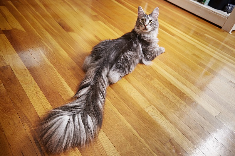 
              This undated photo provided by Guinness World Records 2018 shows Cygnus, a Silver Maine Coon cat, of Ferndale, Mich. Cygnus is the record holder for the longest tail on a domestic cat (living) at 44.66 cm (17.58 inches). (Kevin Scott Ramos/Guinness World Records 2018 via AP)
            