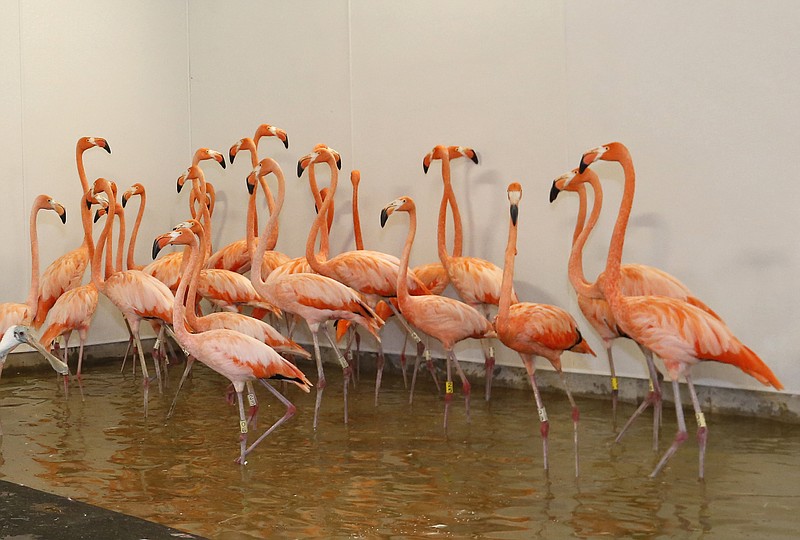 
              Flamingos at Zoo Miami, are shown in a temporary enclosure in a hurricane resistant structure within the zoo, Saturday, Sept. 9, 2017 in Miami. Though most animals will reman in their secure structures, the cheetahs and some birds will ride out the storm in temporary housing. (AP Photo/Wilfredo Lee)
            