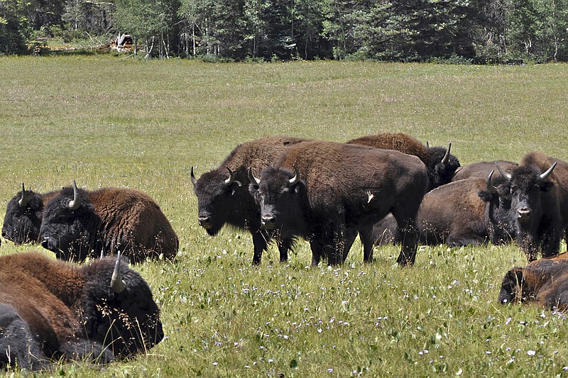 
              FILE- In this Aug. 26, 2010, file photo provided by the Kaibab National Forest, bison in the national forest adjacent to the Grand Canyon in Northern Arizona group together. The National Park Service has a plan to thin the bison population around the Grand Canyon through roundups and by seeking volunteers who are physically fit and proficient with a gun to kill the animals that increasingly are damaging park resources. (Kaibab National Forest via AP, File)
            