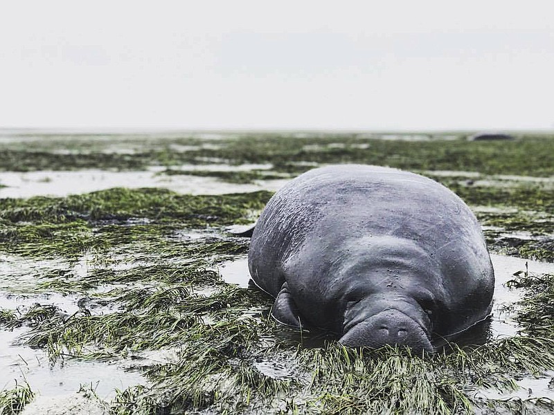 
              This photo provided by Michael Sechler shows a stranded manatee in Manatee County, Fla., Sunday, Sept. 10, 2017. The mammal was stranded after waters receded from the Florida bay as Hurricane Irma approached. (Michael Sechler via AP)
            