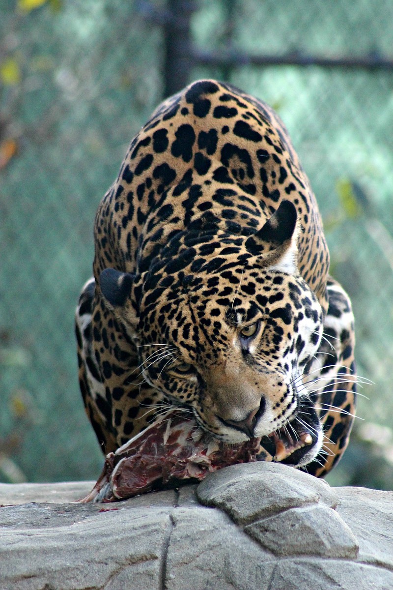 A jaguar savors dinner.