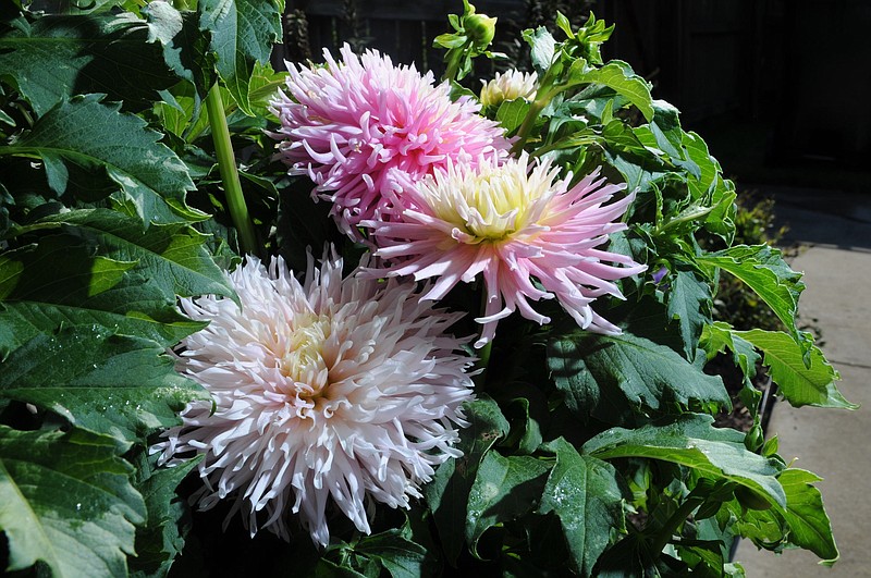 The Tennessee Dahlia Society is holding its annual flower show on Saturday, Sept. 16, noon to 4 p.m. in the gymnasium of Bayside Baptist Church, 6100 Highway 58. There's no charge to come view the perfect blossoms in all sizes and colors submitted for judging. For more information: tndahlia.org.