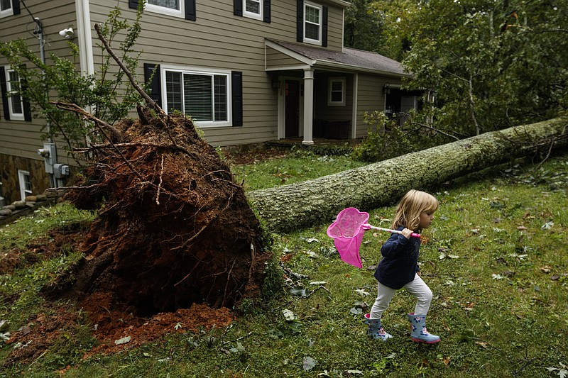 Eleanor Knauff plays with a butterfly net in front of a fallen tree in the yard of her home on Tuesday, Sept. 12, 2017, in Signal Mountain, Tenn. After devastating Florida, hurricane Irma brought heavy rains and high winds to the Chattanooga region, felling trees and leaving homes without power.
