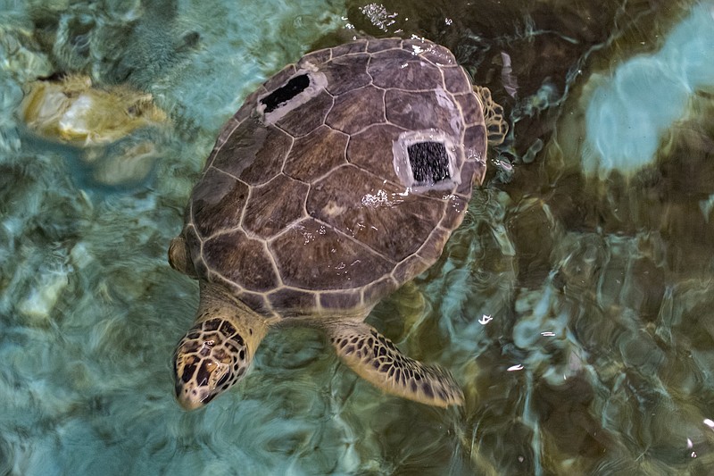 An injured Green Sea Turtle swims in a tank at the Tennessee Aquarium's Animal Care Facility. Many of the animals, which were evacuated from the path of Hurricane Irma, were injured and in various states of rehabilitation. 