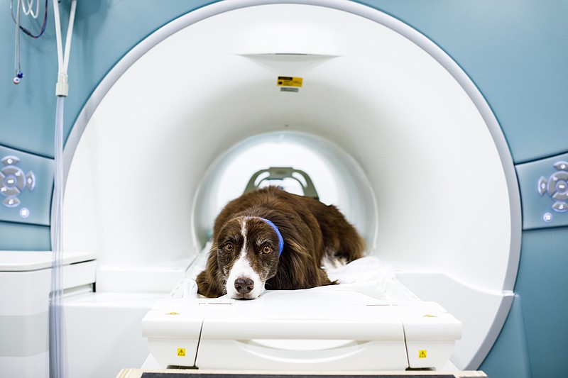 Wil, an Australian shepherd, who is part an experiment by Dr. Gregory Berns, on a megnetic resonance imaging machine at Emory University in Atlanta, July 13, 2017. Dr. Berns scans the brains of dogs for glimpses at their inner lives. One conclusion: Fido does love you. Wilճ head is wrapped with medical gauze to hold in ear-plugs that muffle the noise. (Dustin Chambers/The New York Times)