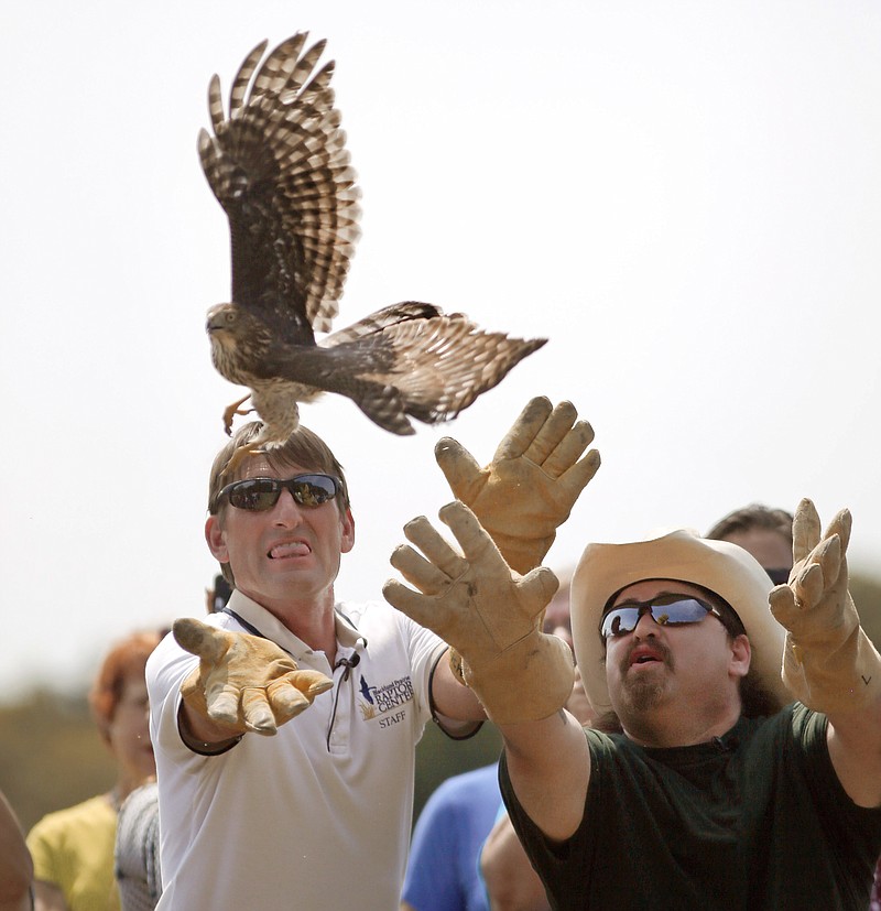 
              Blackland Prairie Raptor Center executive director Erich Newport, left, and cab driver William Bruso of Houston release Harvey, a juvenile Cooper's hawk that darted into Burso's cab during Hurricane Harvey, to the wild at Oak Point Park Nature Preserve in Plano, Texas, Wednesday, Sept. 13, 2017. The cab driver's video of the hawk in his car and later in his apartment went viral. (Tom Fox/The Dallas Morning News via AP)
            