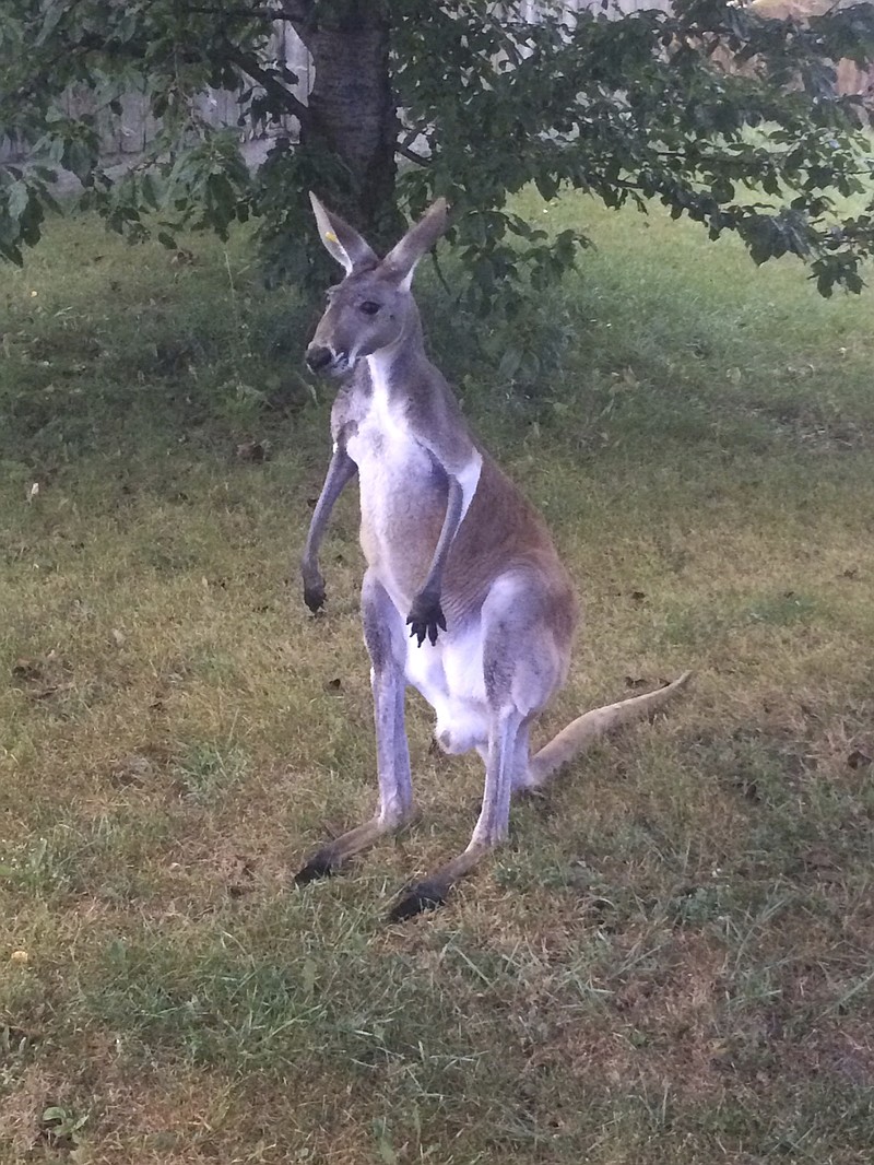 
              This undated photo provided by The Kenosha County Sheriff's Department shows Joey, a kangaroo who kicked his way out of a pen at a southeast Wisconsin pumpkin farm and was sighted on the loose along Highway L in Somers, Wisc., Thursday, Sept. 14, 2017.  Deputies were dispatched and found Joey hopping down the highway. He was returned safely to the farm without injury. (Kenosha County Sheriff's Department via AP)
            