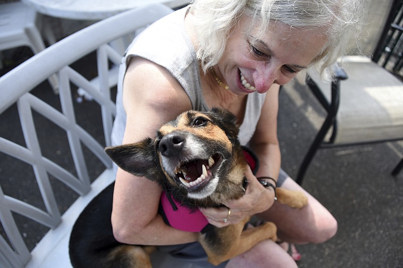 
              Volunteer Myra Kennett, of the rescue group Bobbi and The Strays, plays with Relay at the facility in Freeport, N.Y., Saturday, Sept. 16, 2017. The German shepherd mix went under a backyard fence in West Palm Beach, Fla. in February 2016 and the dog's microchip has been traced back to the owners. The shelter's looking for a volunteer to drive the dog to Florida. (Danielle Finkelstein/Newsday via AP)
            