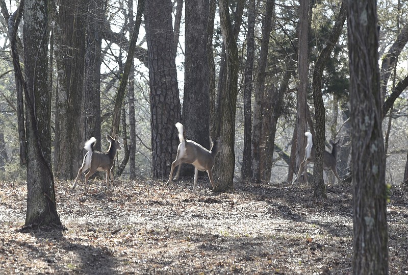 Deer run through the woods at the Chickamauga Battlefield on Wednesday, Jan. 28, 2016, near Chickamauga, Ga. 