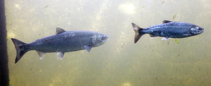 
              in this photo taken Thursday, Sept. 14, 2017, salmon, identified by biologists as a coho, left, and a Chinook, swim past viewing windows at a fish ladder where salt water transitions to fresh at the Ballard Locks in Seattle. The mass of warm water known as 'the blob' that heated up the North Pacific Ocean has dissipated, but scientists are still seeing the lingering effects of those unusually warm sea surface temperatures on Northwest salmon and steelhead. (AP Photo/Elaine Thompson)
            