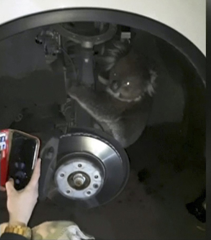 
              This Sept. 9, 2017 image taken from a video, shows a koala in the wheel arch, in Adelaide, Australia. The koala survived a 16-kilometer (10-mile) trip in wheel arch. (Metropolitan Fire Service via AP)
            