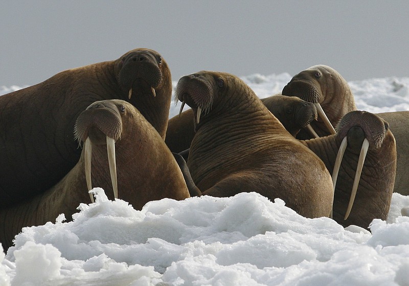 
              This undated photo provided by U.S. Fish and Wildlife shows Walrus cows and yearlings resting on ice in Alaska. An environmental activist wants the U.S. Fish and Wildlife Service to reconsider using anchored rafts in the Chukchi Sea to provide walruses a platform to rest. Diminished sea ice brought on by global warming in recent years has forced walruses to the Russia and Alaska coasts in herds of 35,000 or more. (Joel Garlich-Miller/U.S. Fish and Wildlife via AP)
            