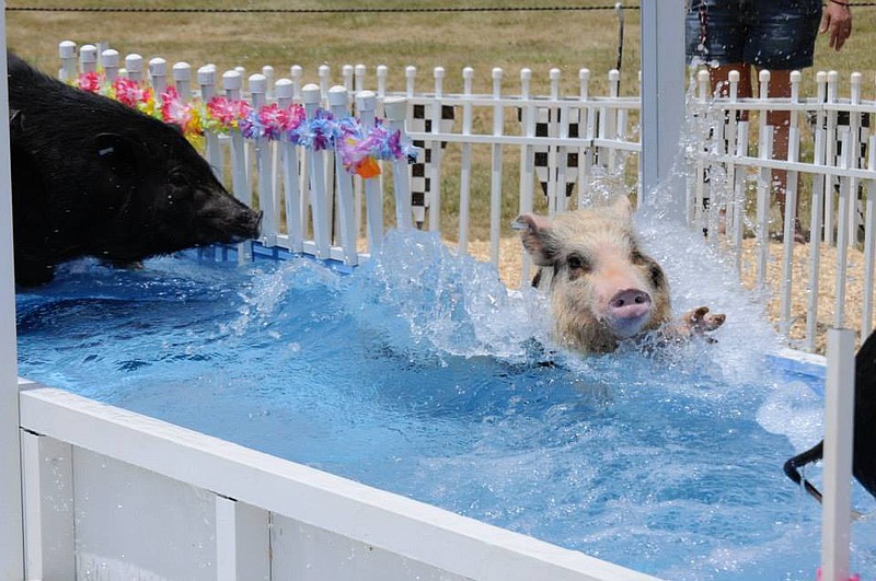 Chase's Racing Pigs will hold five shows over Saturday and Sunday in which the pigs run a loop course that includes water obstacles.