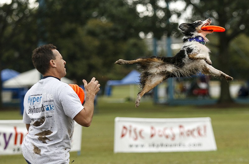 Scott Koster competes with his dog, Indigo, at last year's Skyhoundz competition in Coolidge Park. The Hyperflite Skyhoundz World Canine Disc Championships will be held in the park Saturday and Sunday.