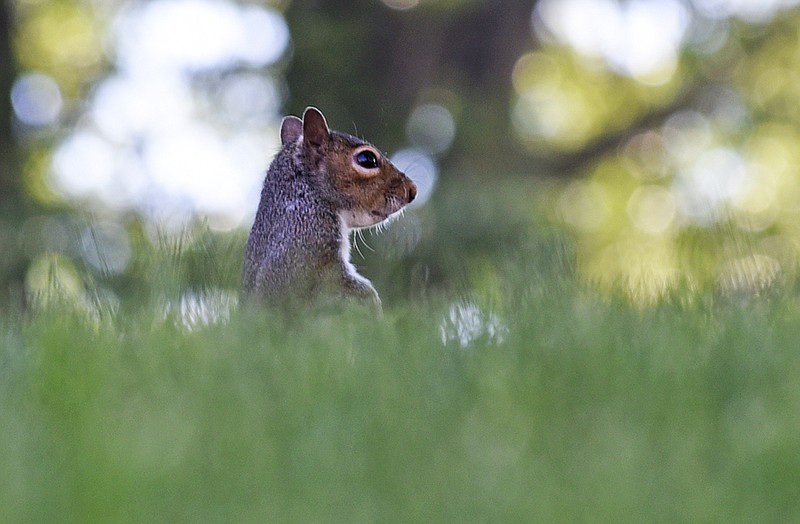 An Eastern gray squirrel surveys the dense grass of the Hamilton County Courthouse in May. Pursuing squirrels as game was once the introduction to hunting for many young people, writes outdoors columnist Larry Case.