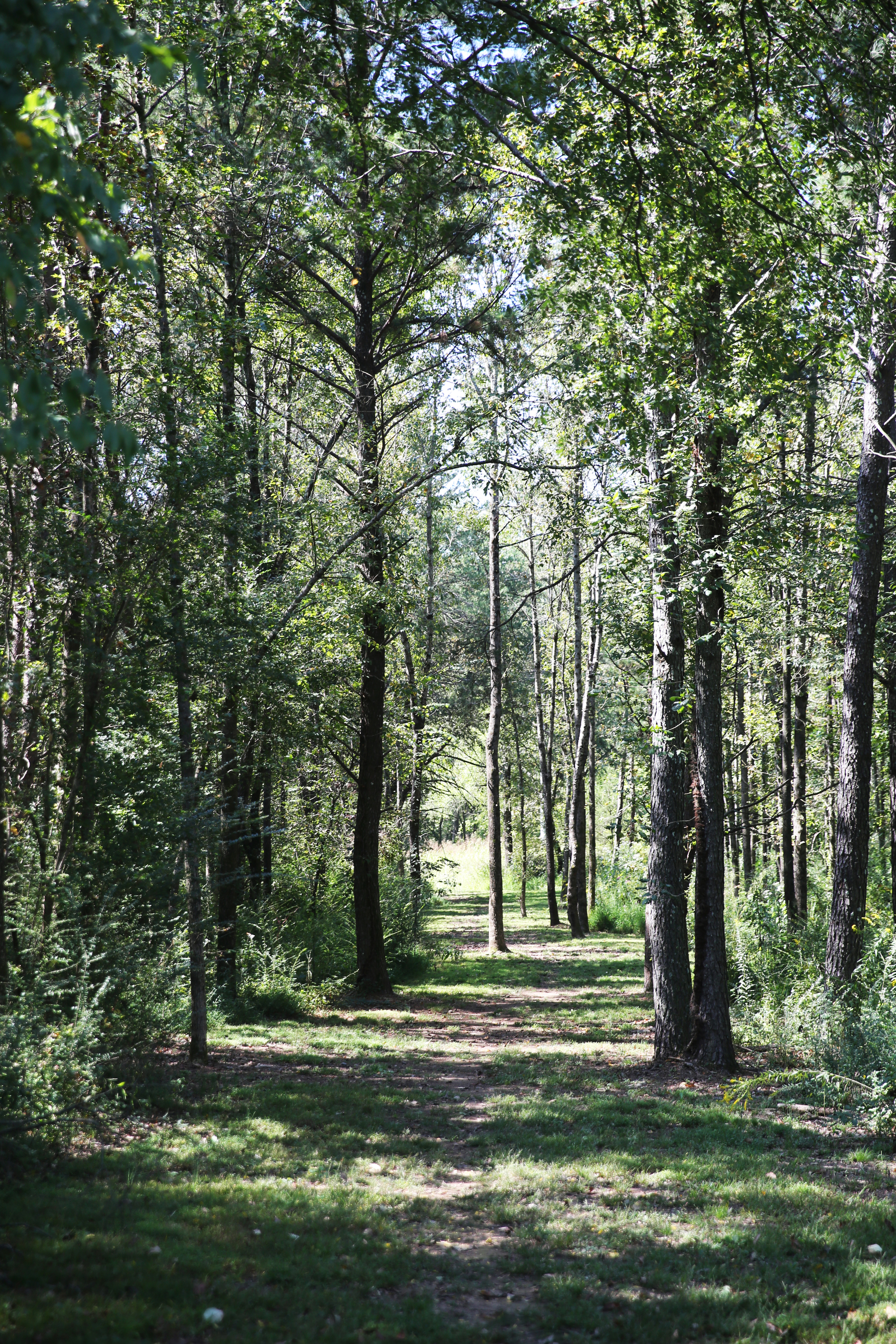The 0.6-mile Browns Ferry Federal Road Trail displays part of the route leading to the Brown's Ferry river crossing on Moccasin Bend for the forced removal of Cherokee and Creek Indians to what was then Indian Territory in Chattanooga, Tenn. Residents, city officials and park advocates have long tried to feature the Moccasin Bend National Archeological District.