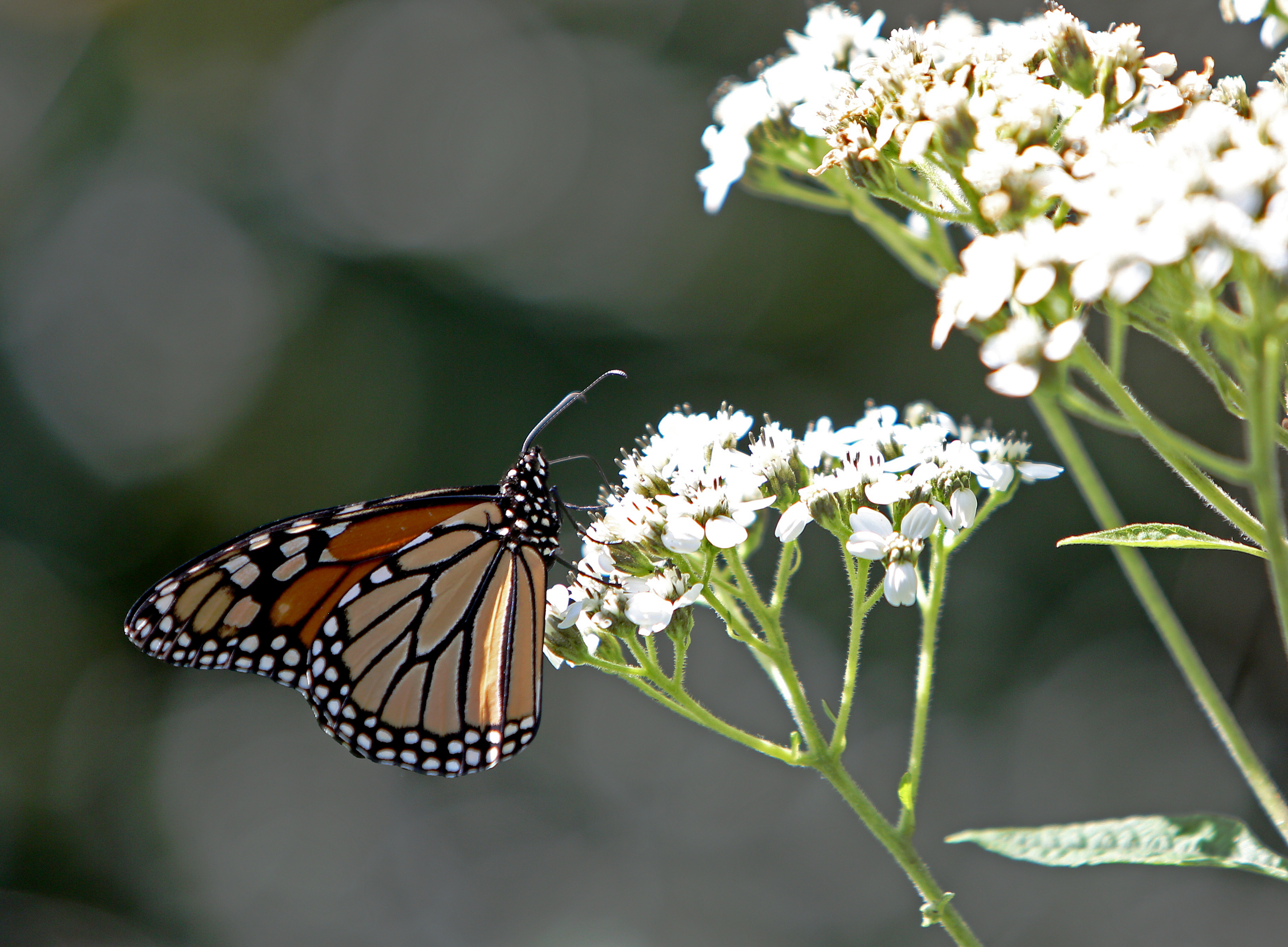 A butterfly lights on flowers Tuesday, Sept. 26, 2017, along Browns Ferry Federal Road Trail in Chattanooga, Tenn. Residents, city officials and park advocates have long tried to feature the Moccasin Bend National Archeological District.