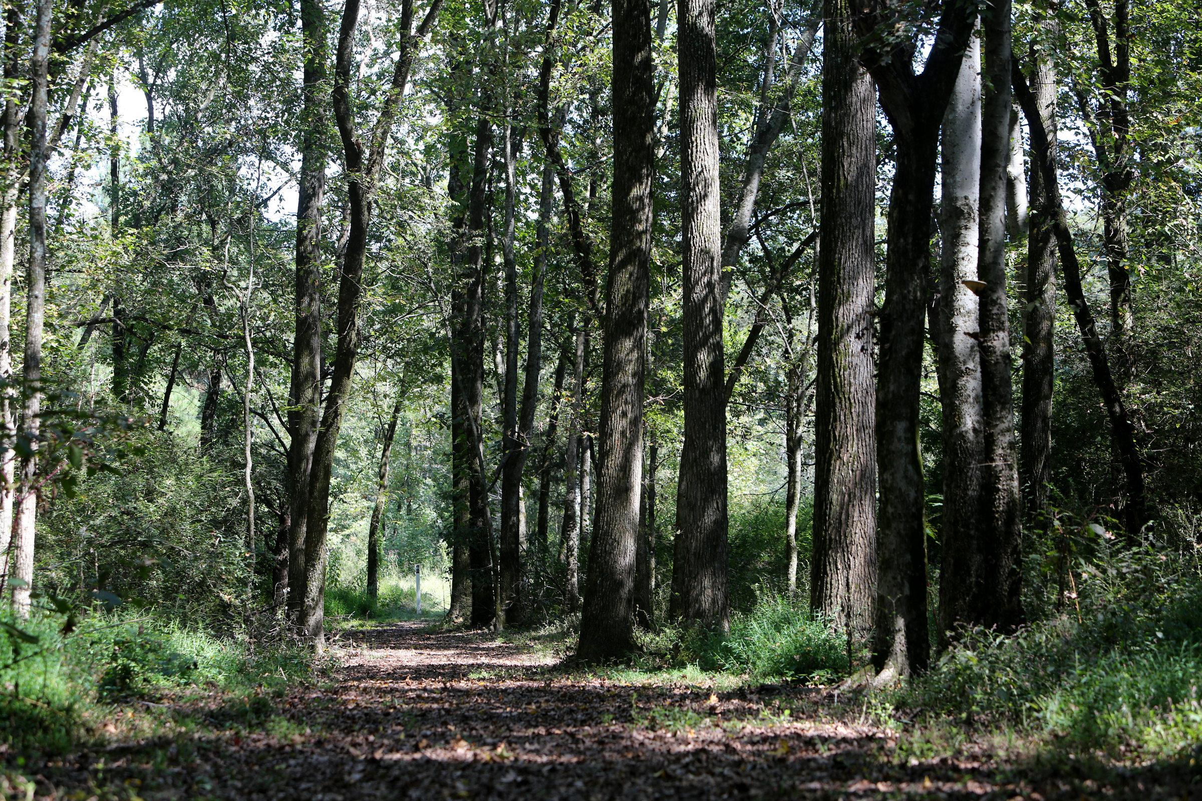 The 0.6-mile Browns Ferry Federal Road Trail displays part of the route leading to the Brown's Ferry river crossing on Moccasin Bend for the forced removal of Cherokee and Creek Indians to what was then Indian Territory in Chattanooga, Tenn. Residents, city officials and park advocates have long tried to feature the Moccasin Bend National Archeological District.